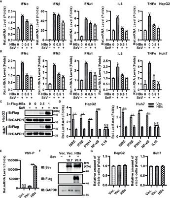 <mark class="highlighted">Hepatitis B Surface Antigen</mark> Suppresses the Activation of Nuclear Factor Kappa B Pathway via Interaction With the TAK1-TAB2 Complex